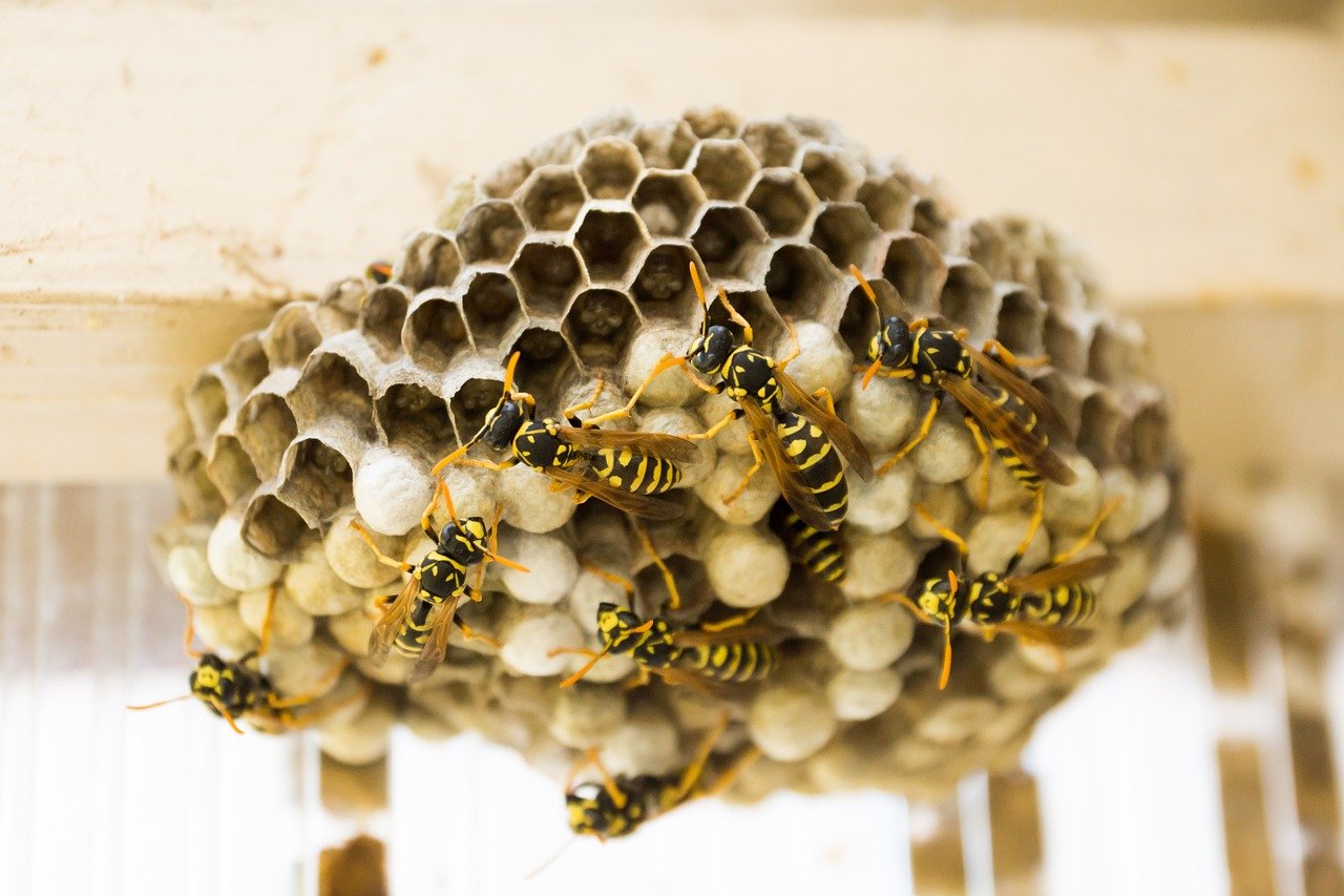 Wespenbestrijding noodzakelijk bij wespenoverlast